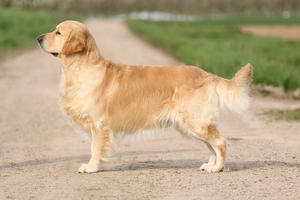 Golden retriever sitzt vorm tv: was er dort anschaut, strapaziert die lachmuskeln ➤ Globenow.info