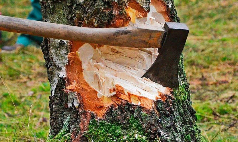 Sturer Nachbar fällt Baum trotz Warnung – Schock im Inneren