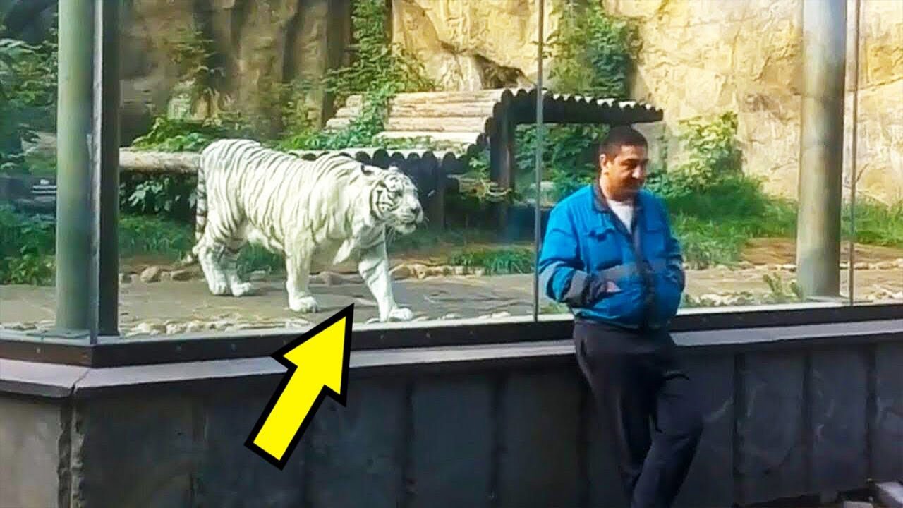 Nach fünf Jahren Wiedersehen: Niemand konnte ahnen, wie der weiße Tiger auf seinen Pfleger reagieren würde