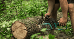 Hombre ignora advertencia y tala árbol del vecino — el hallazgo dentro deja a todos boquiabiertos