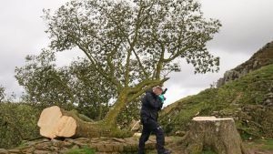 Hombre ignora advertencia y tala árbol del vecino — el hallazgo dentro deja a todos boquiabiertos