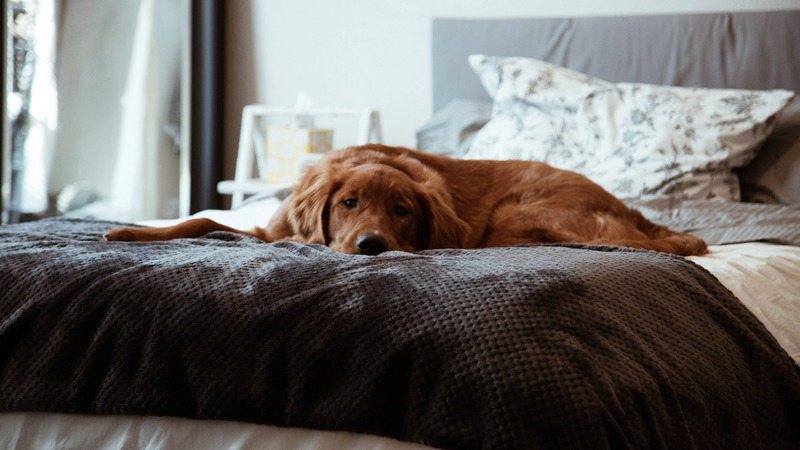 Una madre duerme con su perro, ¡sin imaginar lo que sucederá a medianoche!