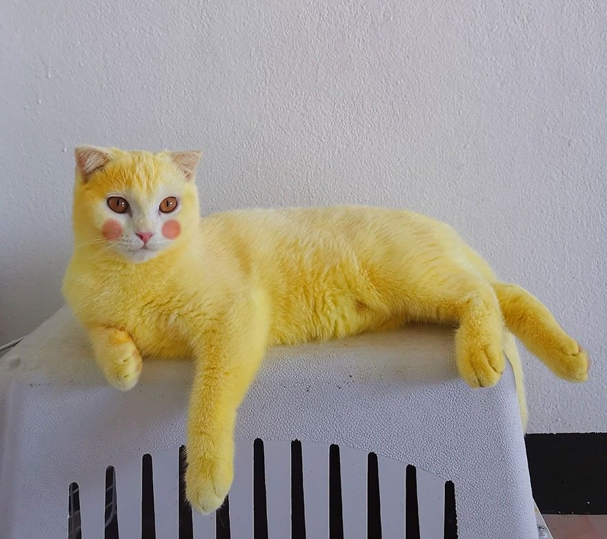 Eine Frau in Thailand behandelte die Pilzinfektion ihrer Katze mit Kurkuma – und das Tier verfärbte sich daraufhin versehentlich gelb