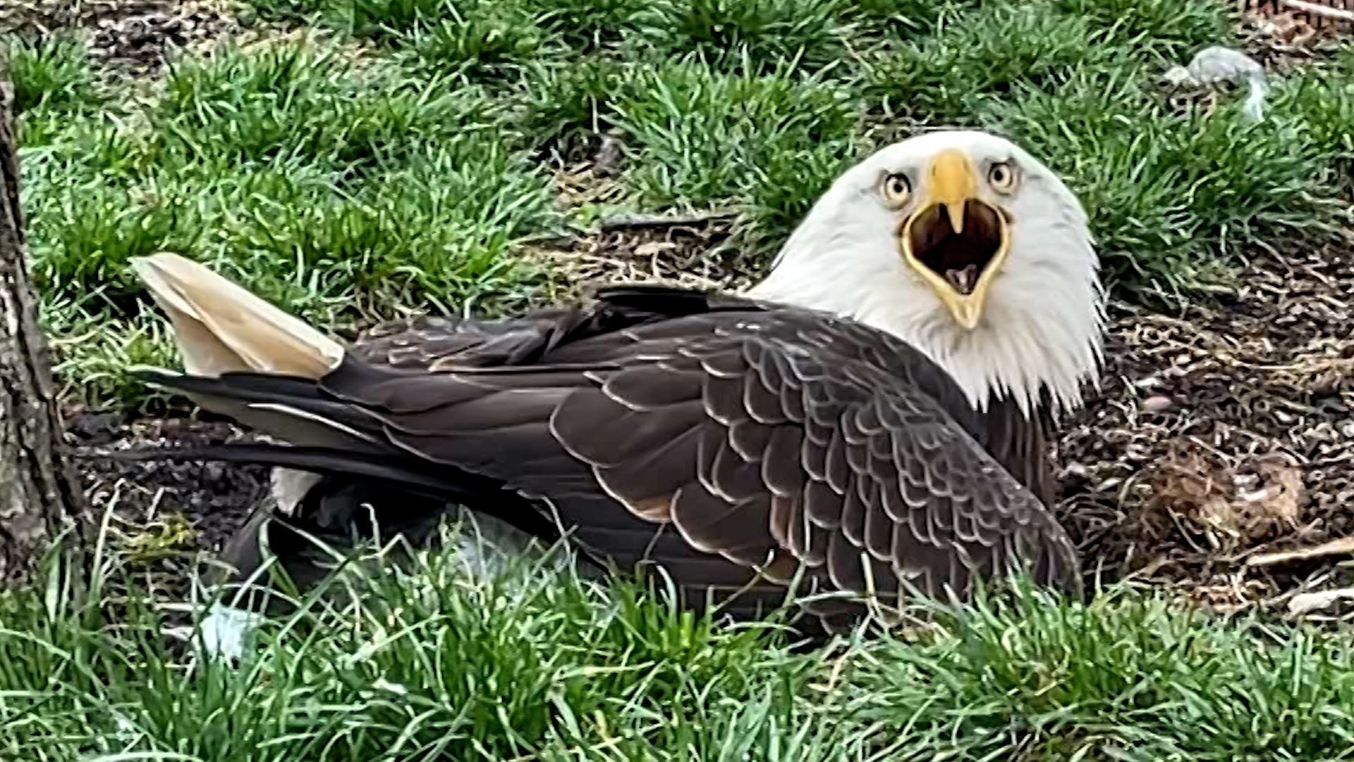 Der Adler, der einen Stein für ein Ei hielt, ist endlich Vater geworden