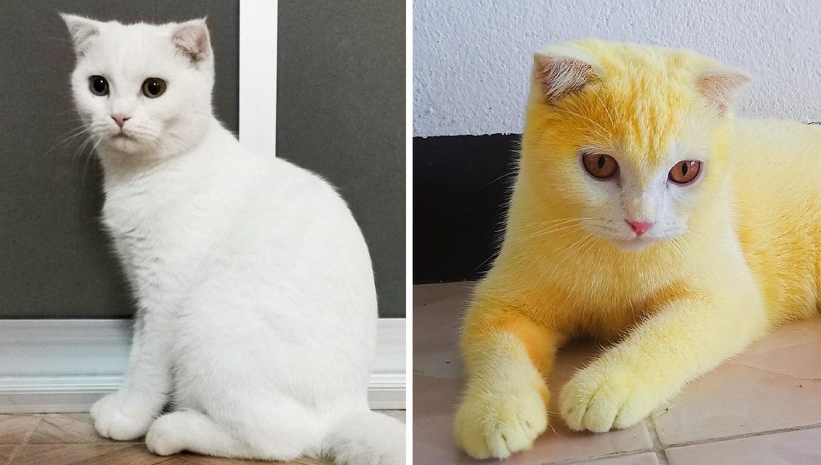 Uma mulher na Tailândia usou açafrão para tratar a infecção fúngica de seu gato, e o gato acidentalmente ficou amarelo