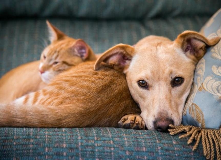 Wie alt ist Ihr Haustier? Wie Sie das Alter eines Hundes oder einer Katze in Menschenjahre umrechnen