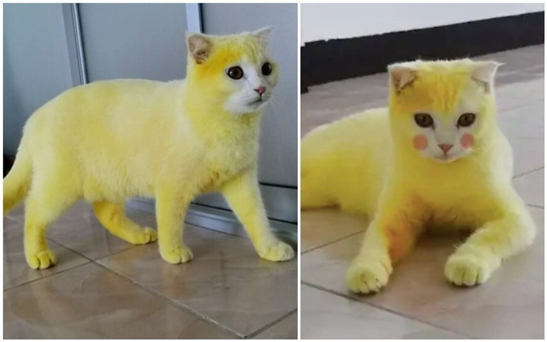 Eine Frau in Thailand behandelte die Pilzinfektion ihrer Katze mit Kurkuma – und das Tier verfärbte sich daraufhin versehentlich gelb