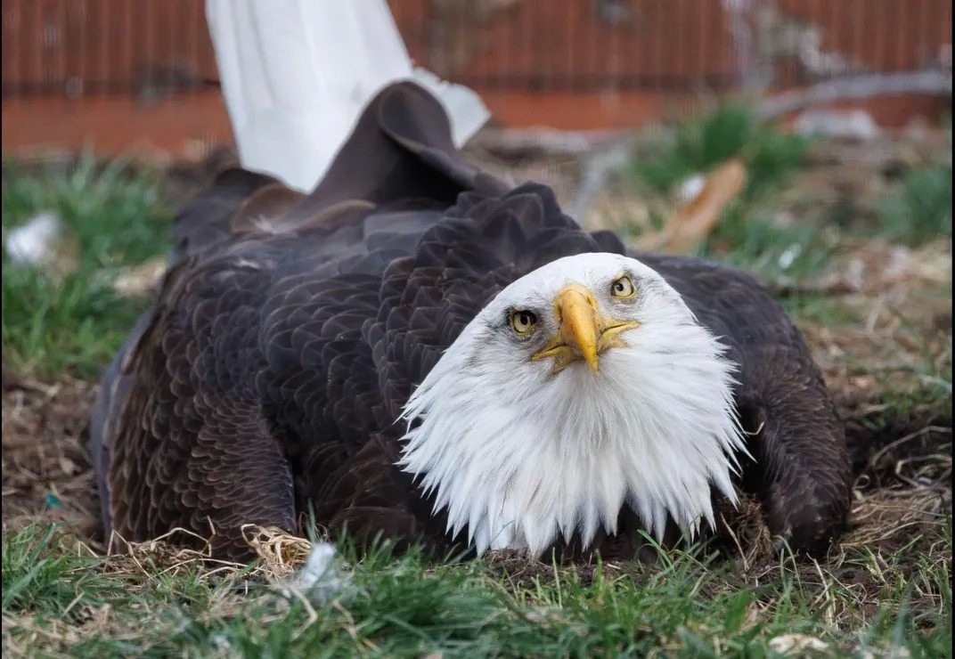 Der Adler, der einen Stein für ein Ei hielt, ist endlich Vater geworden ➤ Globenow.info