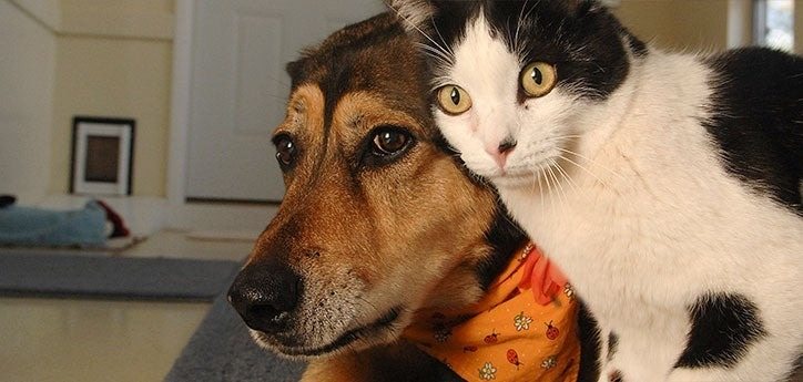 Wie alt ist Ihr Haustier? Wie Sie das Alter eines Hundes oder einer Katze in Menschenjahre umrechnen ➤ Globenow.info