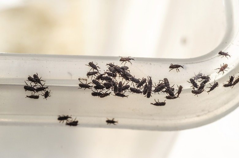 Dieses schwarze Insekt lebt in Ihrer Küche – finden Sie heraus, was es ist