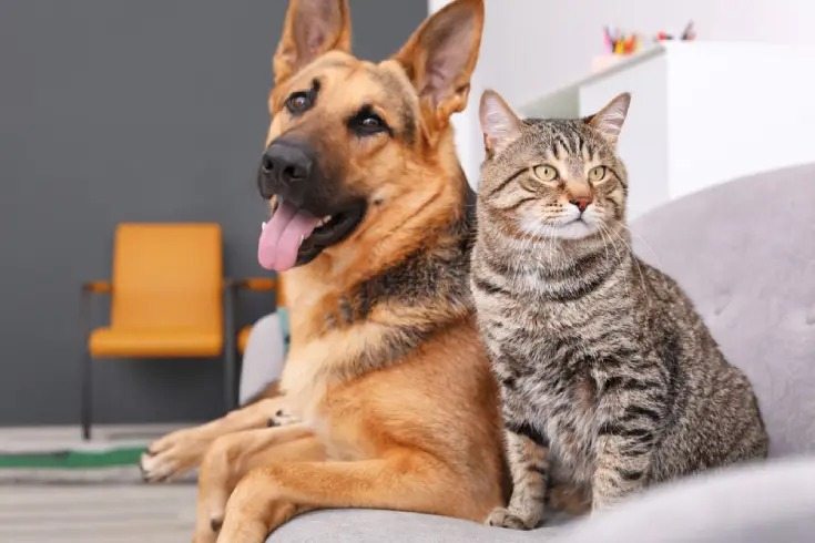 Qual a idade do seu animal de estimação? Como converter a idade de um cão ou gato em anos humanos
