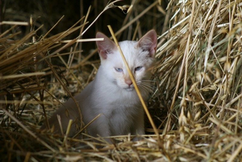 Encontró pequeños y esponjosos bultos en el granero… pero las palabras del veterinario lo cambiaron todo