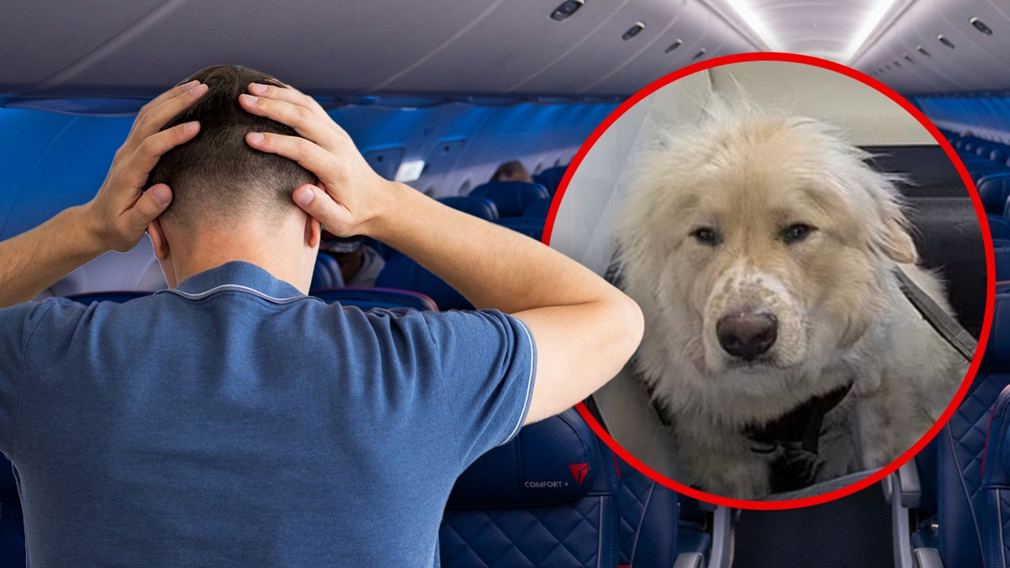 Um passageiro arrogante humilhou um cão de serviço, mas não estava preparado para o que aconteceu em seguida ➤ Globenow.info