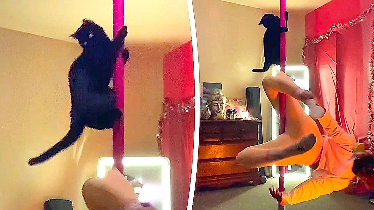 Eine vierbeinige Akrobatin: Eine Katze erobert die Stange mit ihrem Frauchen