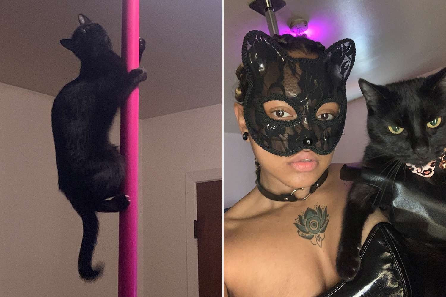 Uma acrobata de quatro patas: uma gata conquista o pole dance com sua dona ➤ Globenow.info