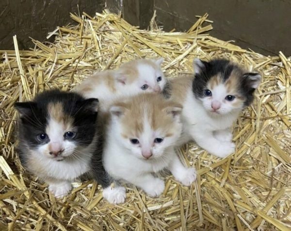 Ele encontrou pequenos pacotes fofinhos no celeiro… mas as palavras do veterinário mudaram tudo