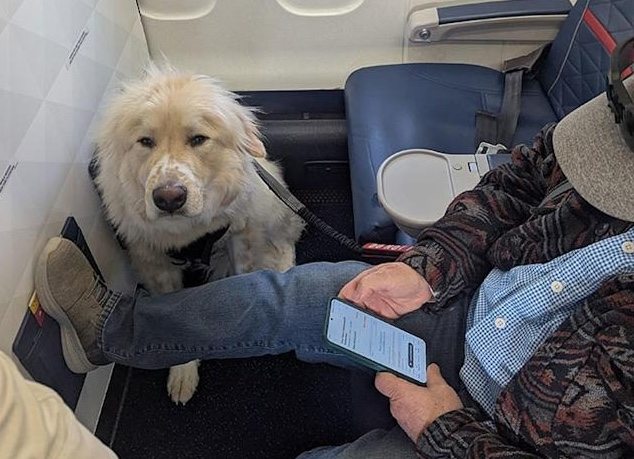 Um passageiro arrogante humilhou um cão de serviço, mas não estava preparado para o que aconteceu em seguida