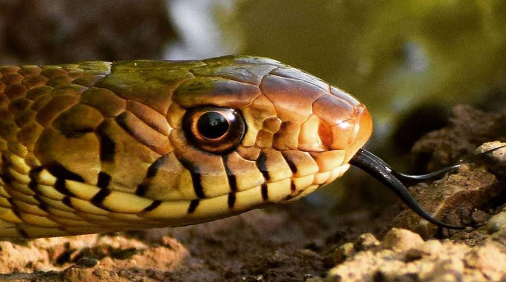 Esta cobra faz coisas que é melhor uma pessoa nunca ver