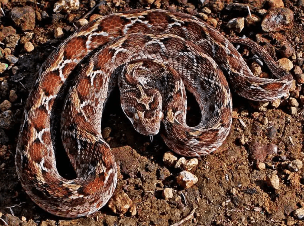 Esta serpiente hace cosas que sería mejor no ver