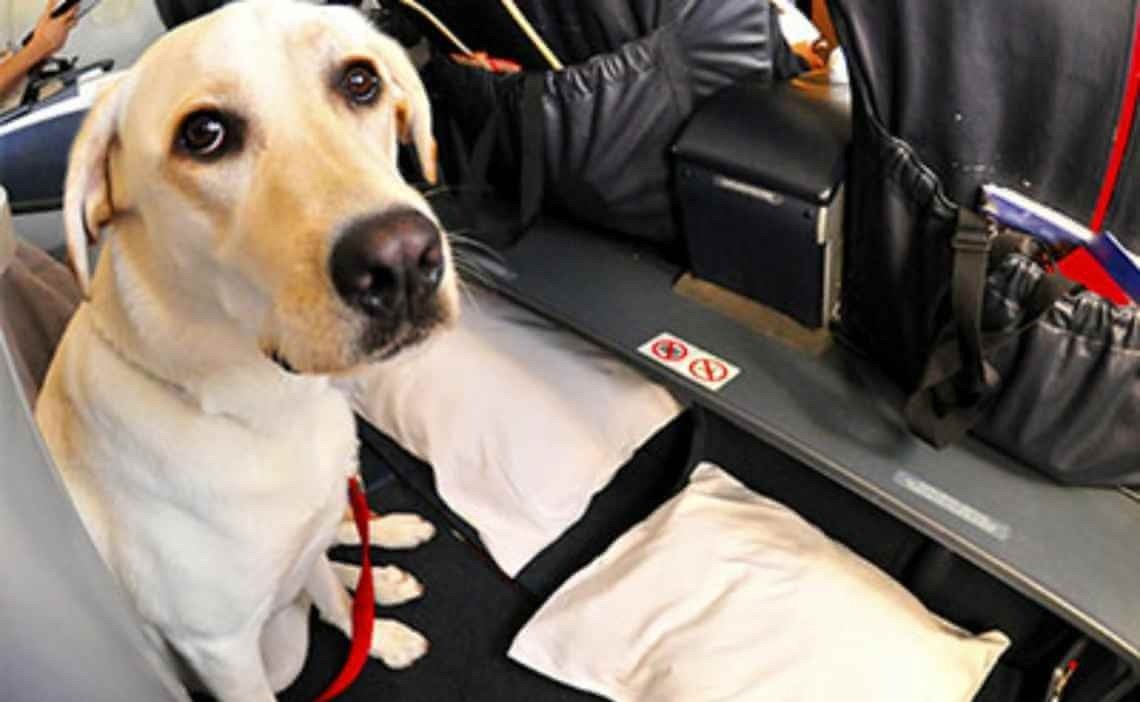 Um passageiro arrogante humilhou um cão de serviço, mas não estava preparado para o que aconteceu em seguida