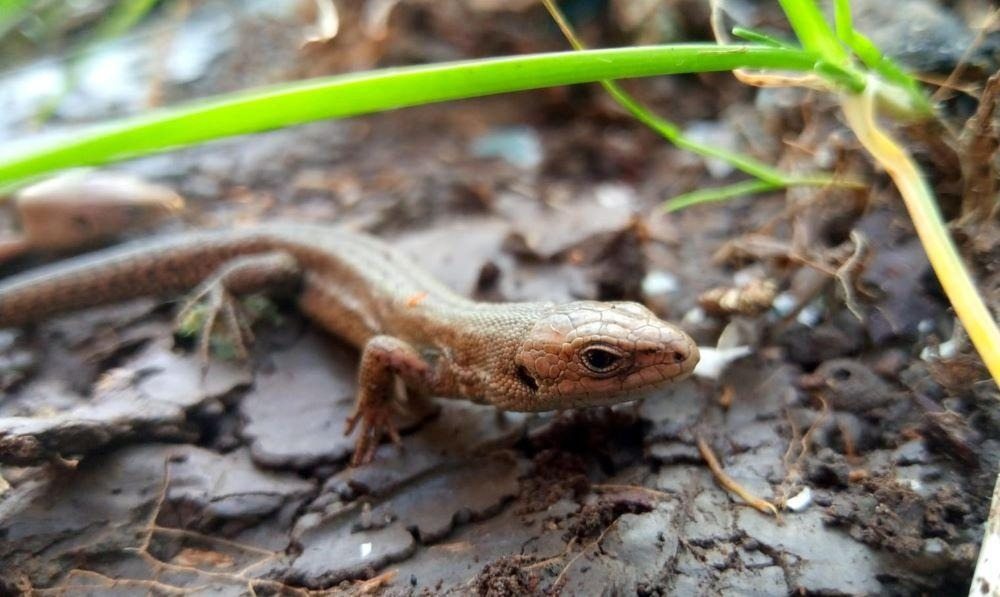 Ein neunjähriges Mädchen glaubte, im Wald eine Eidechse gefunden zu haben. Als der Tierarzt es sah, rief er: „Um Gottes Willen, zurücktreten!“