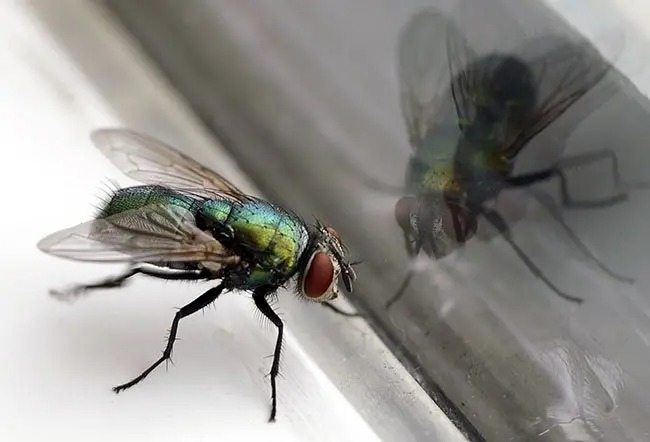 So vertreiben Sie Fliegen aus Ihrem Zuhause! ➤ Globenow.info