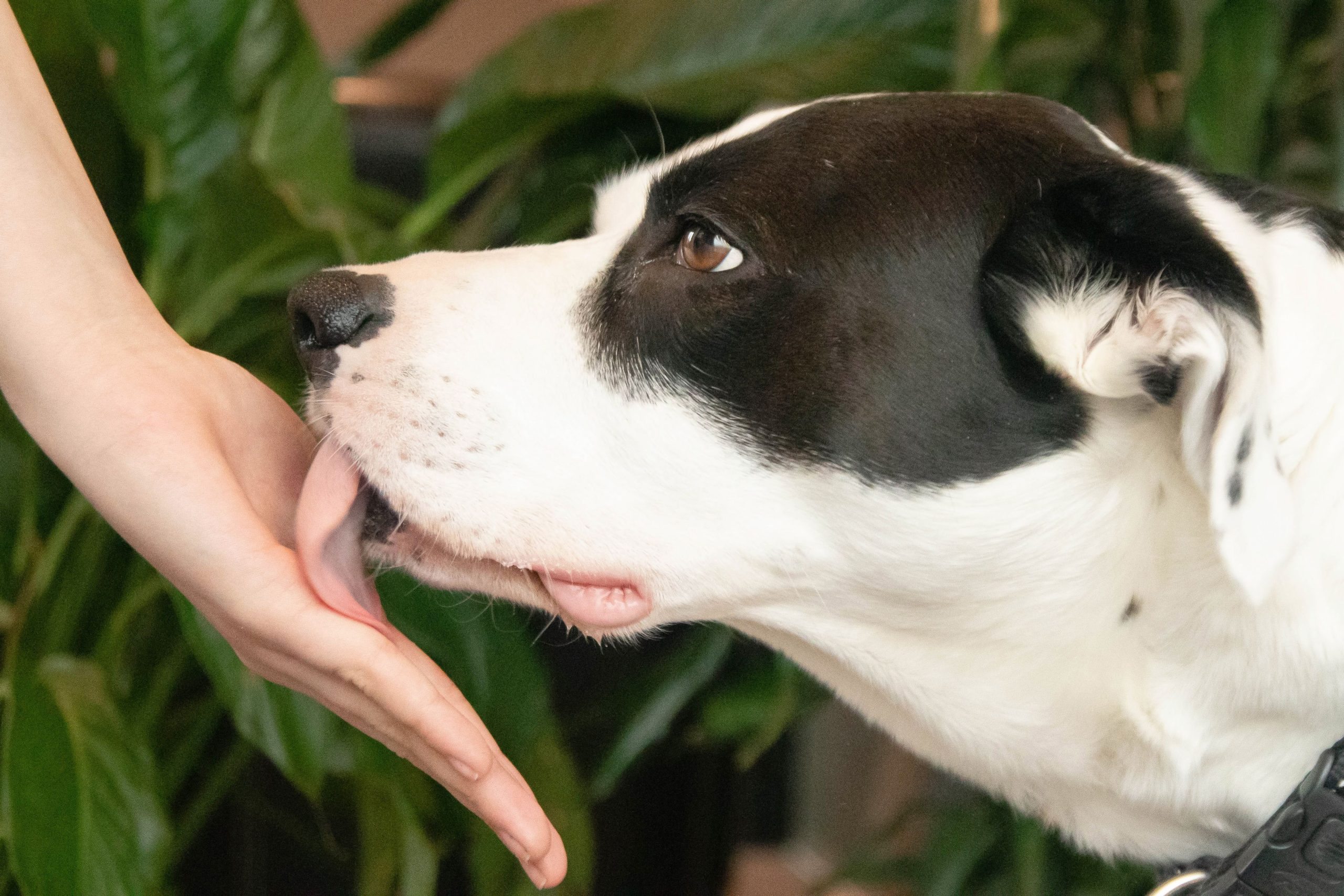 Los lametones de perro no son besos. Esto es lo que tu perro realmente quiere decir cuando lame…