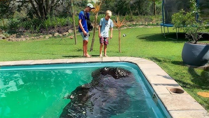 Eine Mutter hört ein Platschen im Pool und entdeckt ein riesiges Tier darin ➤ Globenow.info