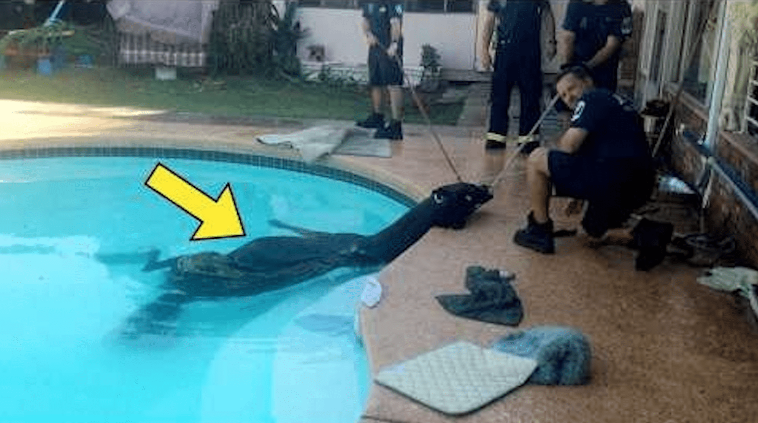 Eine Mutter hört ein Platschen im Pool und entdeckt ein riesiges Tier darin ➤ Globenow.info