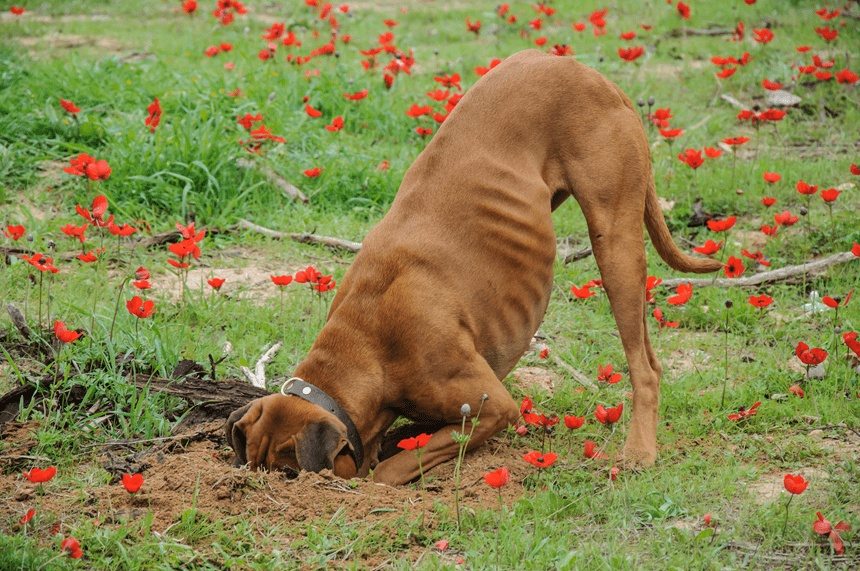 El perro empezó a cavar en el jardín y el hallazgo cambió la vida de su dueño