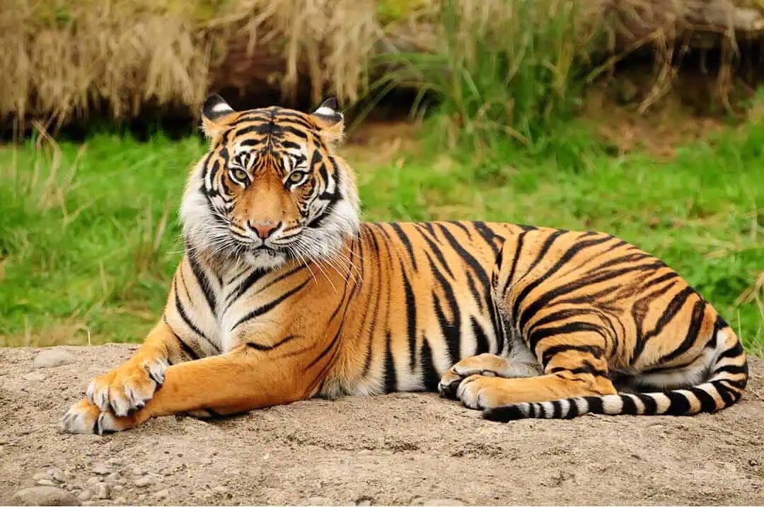 Tiger weigert sich tagelang, sich zu bewegen – Tierpfleger traut seinen Augen nicht, als er den Grund entdeckt