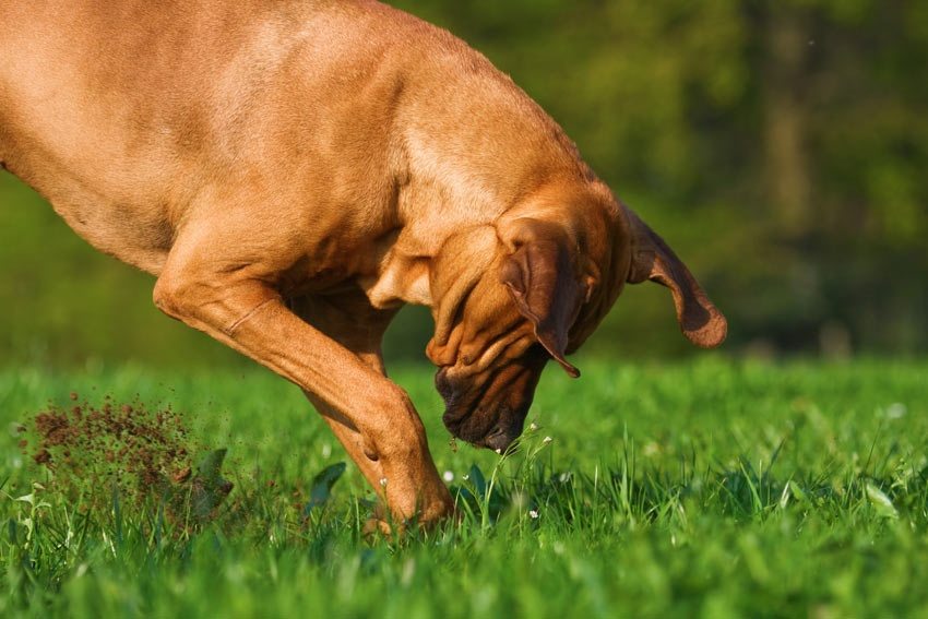 Der Hund begann im Hof ​​zu graben – und der Fund veränderte das Leben seines Besitzers ➤ Globenow.info