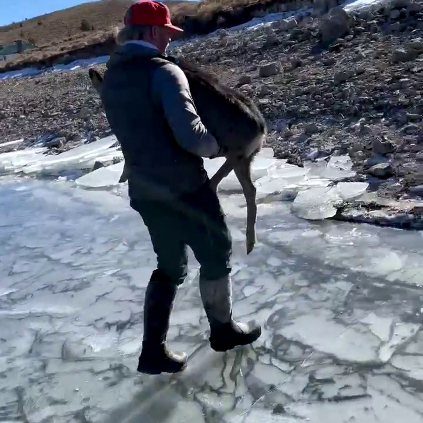 Mann begegnet erfrorenem Reh im Schneesturm – Was dann geschah