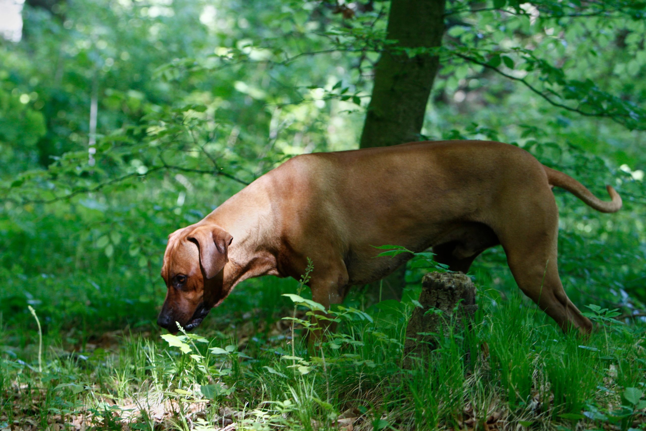 El perro empezó a cavar en el jardín y el hallazgo cambió la vida de su dueño