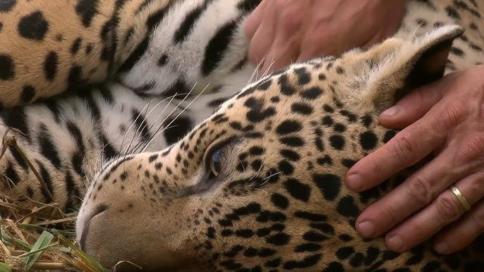 Jeden Morgen klopfte ein verwaister Leopard an ihre Tür. Eines Tages ließ sie ihn endlich herein