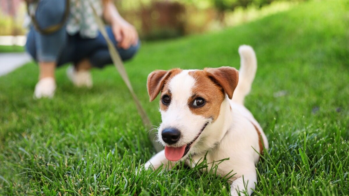 Ein Mann hatte genug davon, dass die Hunde seiner Nachbarn seinen Rasen in eine Toilette verwandelten – und beschloss, ihnen eine Lektion zu erteilen ➤ Globenow.info