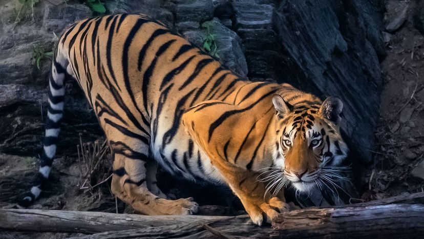 Tiger weigert sich tagelang, sich zu bewegen – Tierpfleger traut seinen Augen nicht, als er den Grund entdeckt ➤ Globenow.info