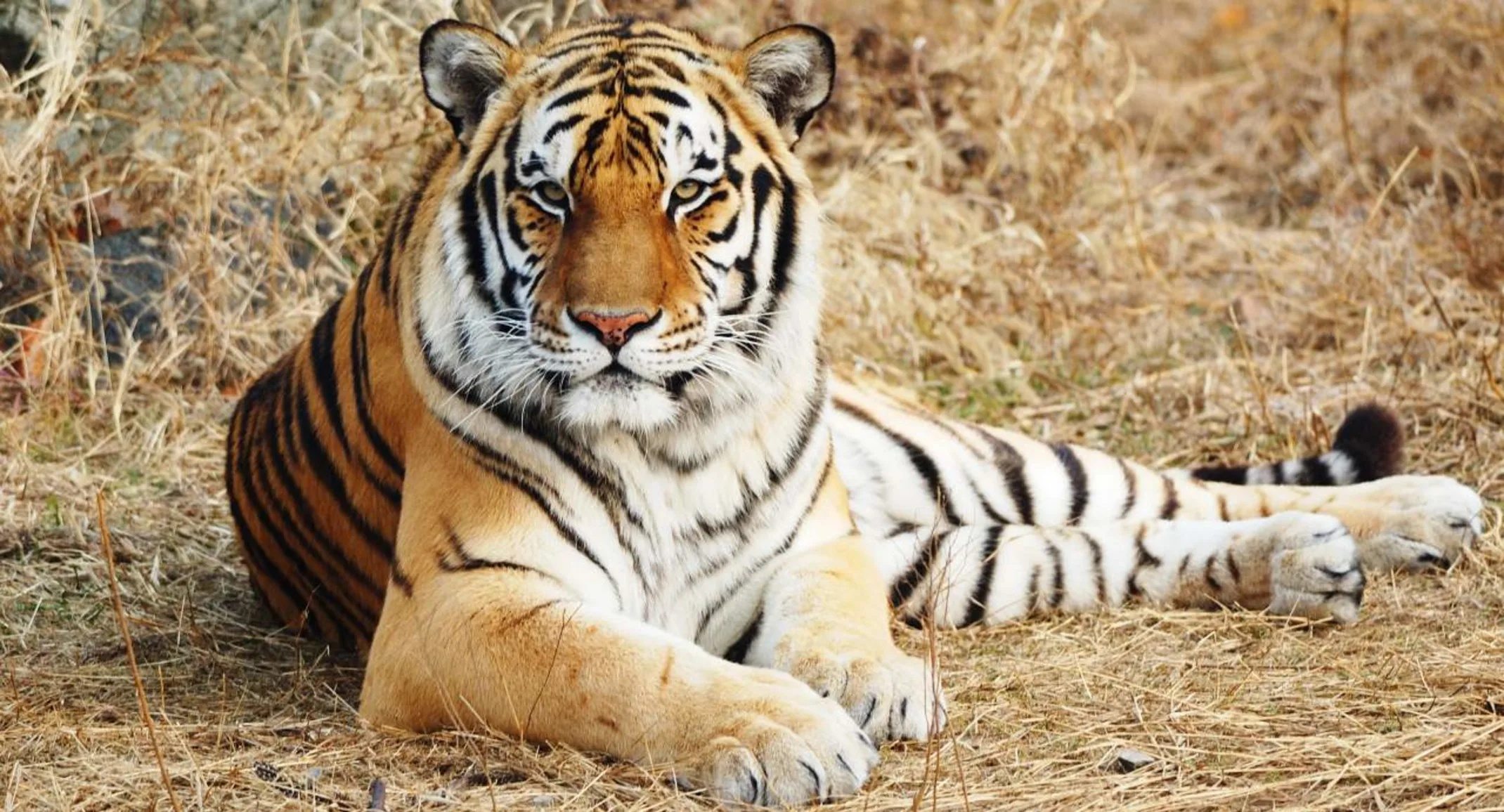 Tiger weigert sich tagelang, sich zu bewegen – Tierpfleger traut seinen Augen nicht, als er den Grund entdeckt