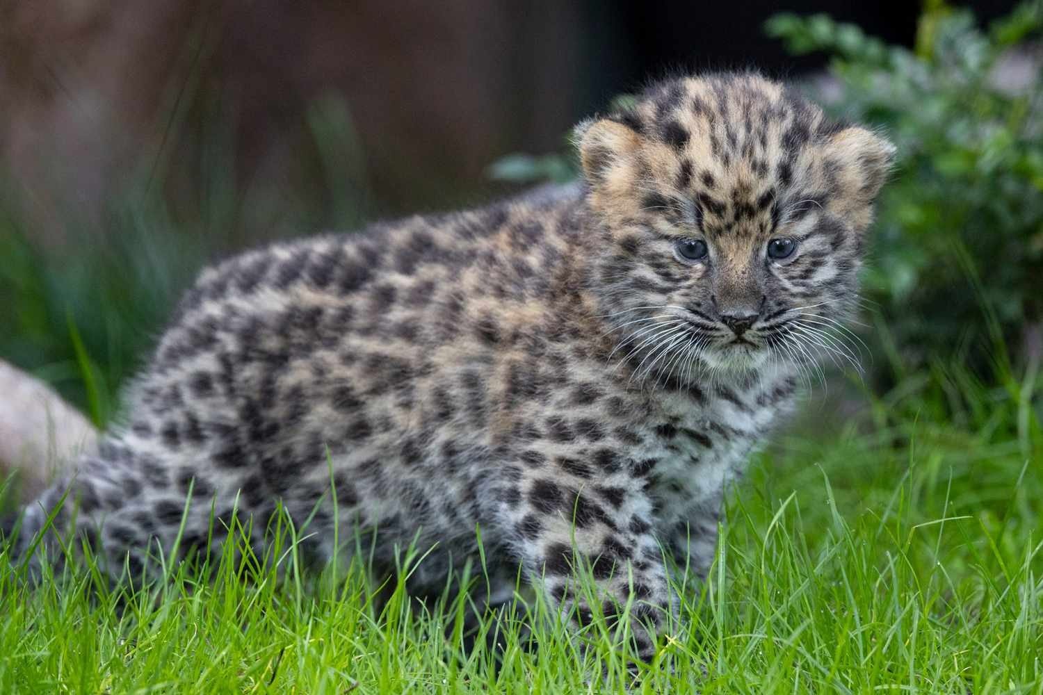 Jeden Morgen klopfte ein verwaister Leopard an ihre Tür. Eines Tages ließ sie ihn endlich herein