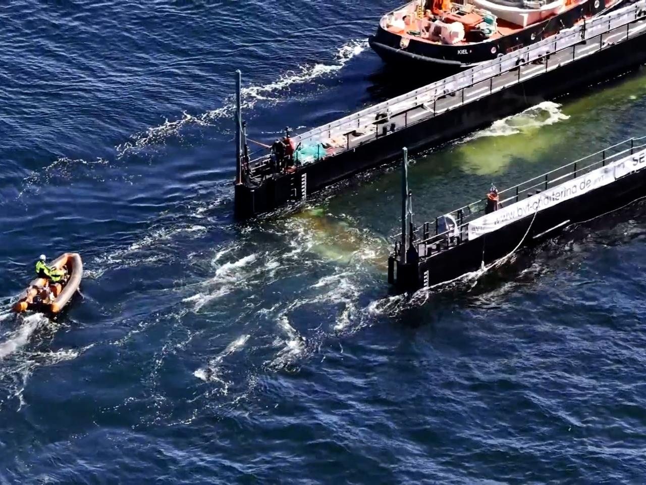 Wal in der Ostsee: Ein Buckelwal ist in ein Transportschiff geschwommen und wird transportiert ➤ Globenow.info