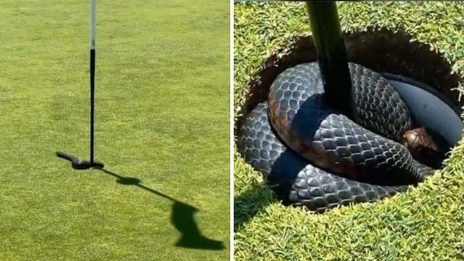 Ein Video aus Australien zeigt eine Giftschlange, die auf dem zweiten Grün aus dem Loch springt und Golfer verblüfft
