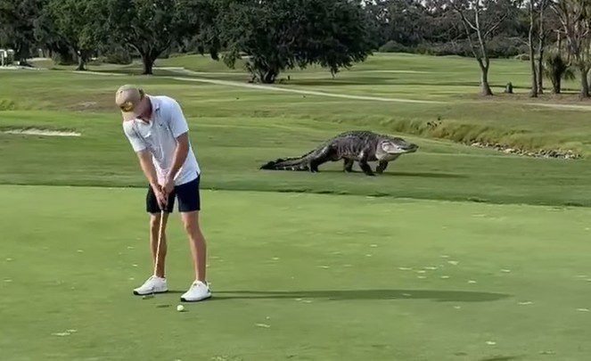 Ein Video zeigt einen riesigen Alligator, der Golfer auf einem Golfplatz in Georgia belästigt
