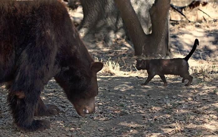 Eine ungewöhnliche Freundschaft: Eine streunende Katze zieht mit einem Bären im Zoo ein