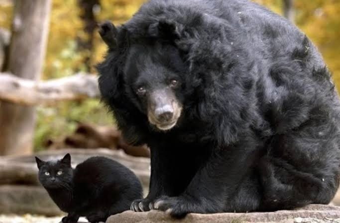 Eine ungewöhnliche Freundschaft: Eine streunende Katze zieht mit einem Bären im Zoo ein