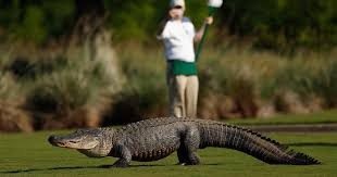 Ein Video zeigt einen riesigen Alligator, der Golfer auf einem Golfplatz in Georgia belästigt ➤ Globenow.info