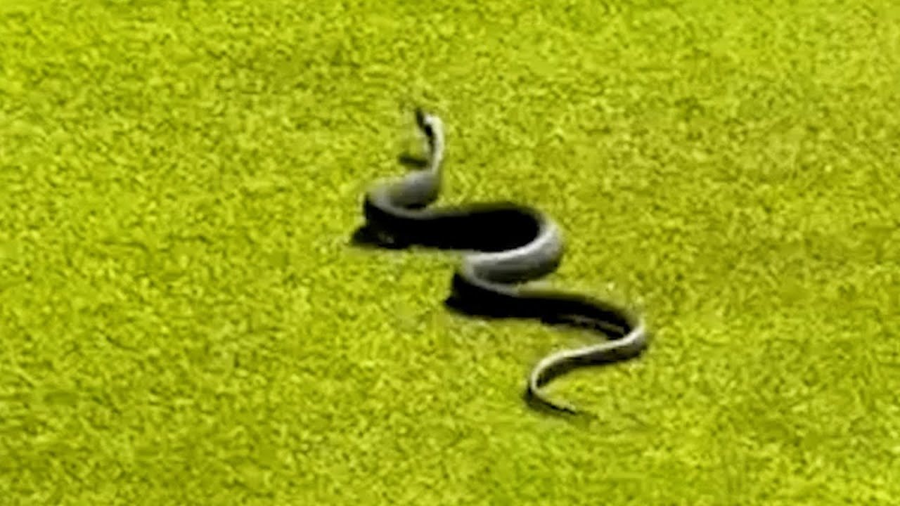 Ein Video aus Australien zeigt eine Giftschlange, die auf dem zweiten Grün aus dem Loch springt und Golfer verblüfft ➤ Globenow.info