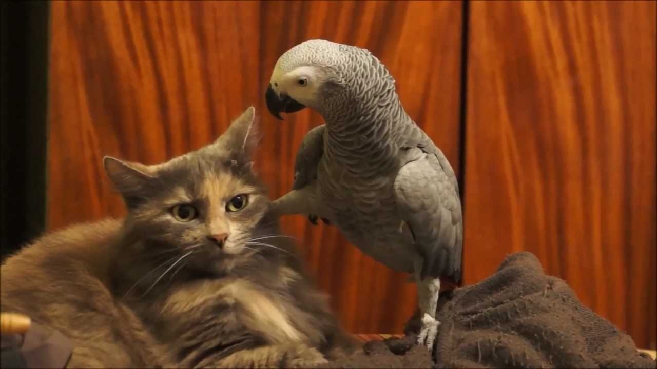 Os gatos não têm NADA neste pássaro sinistro, como um gatinho está prestes a descobrir ➤ Globenow.info