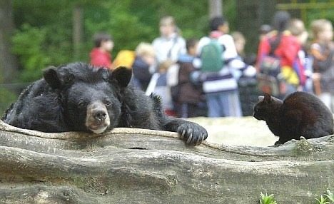 Eine ungewöhnliche Freundschaft: Eine streunende Katze zieht mit einem Bären im Zoo ein
